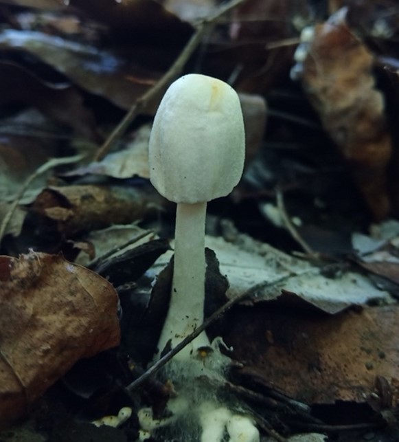 Mushroom Picture