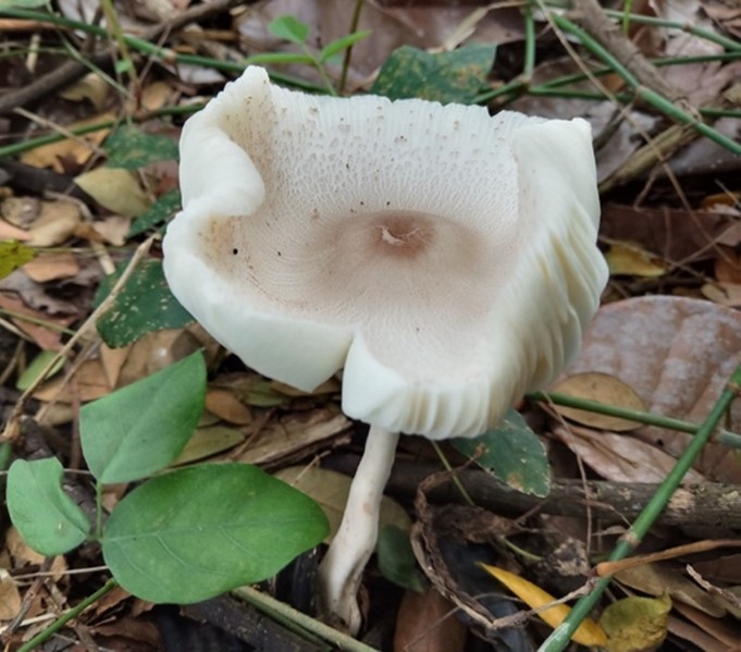 Mushroom Picture
