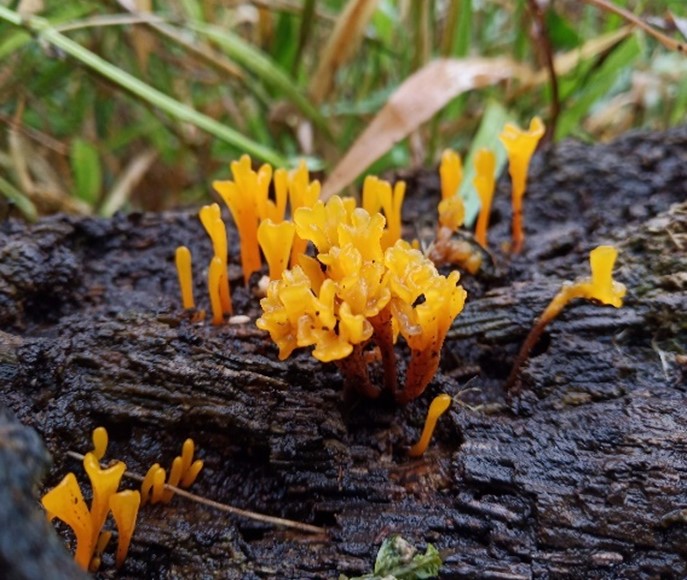 Mushroom Picture