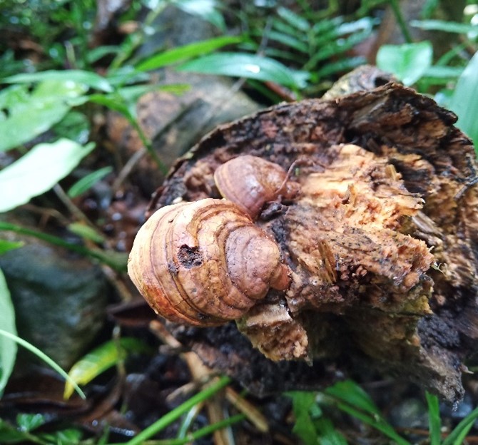 Mushroom Picture