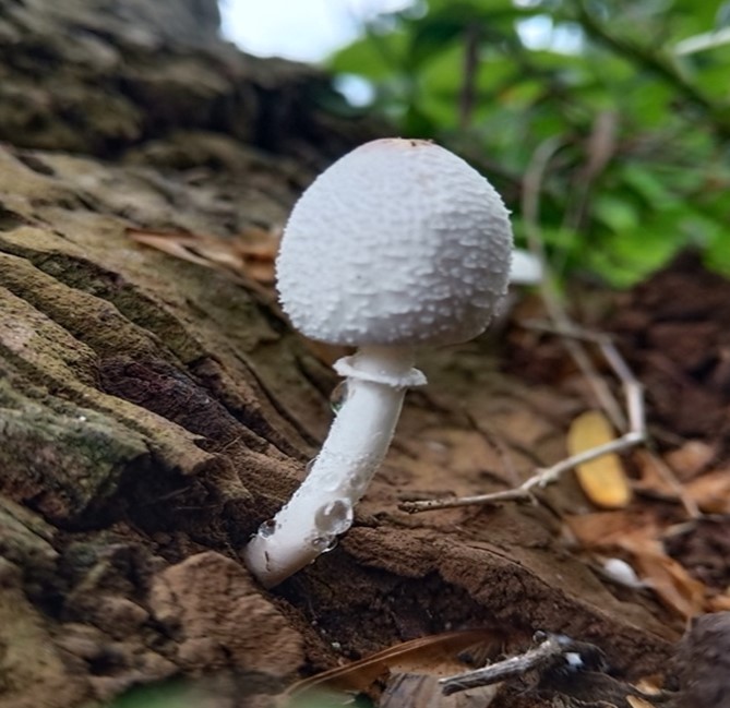 Mushroom Picture