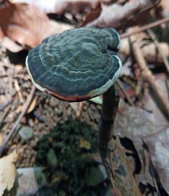 Mushroom Picture