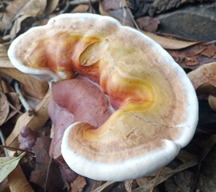 Mushroom Picture
