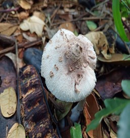 Mushroom Picture