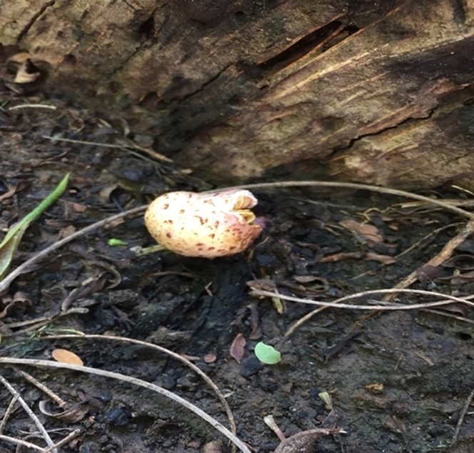 Mushroom Picture