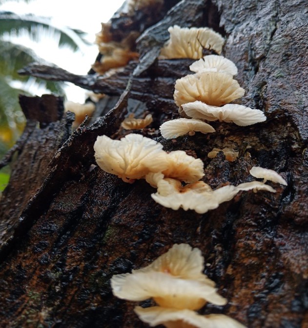 Mushroom Picture