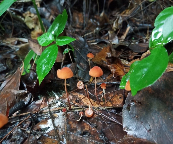 Mushroom Picture