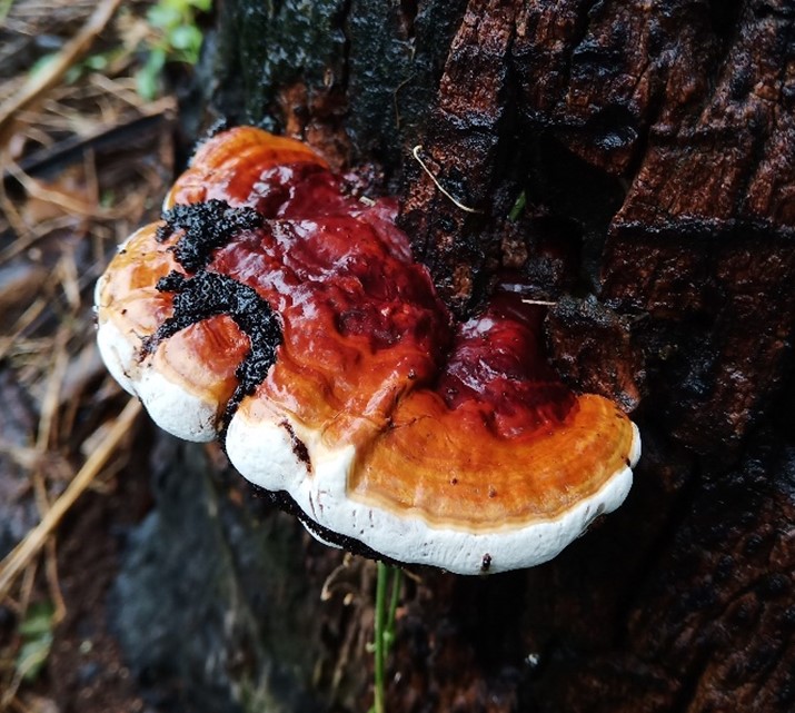 Mushroom Picture