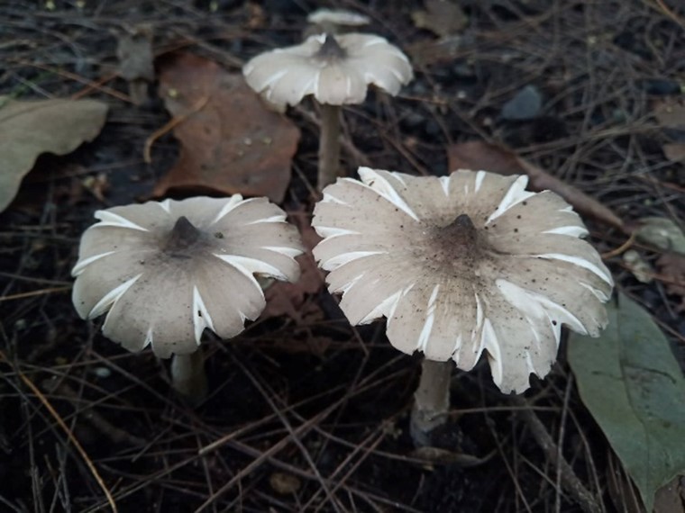 Mushroom Picture