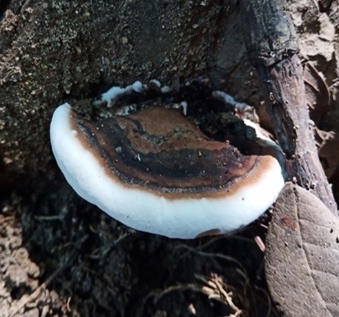 Mushroom Picture