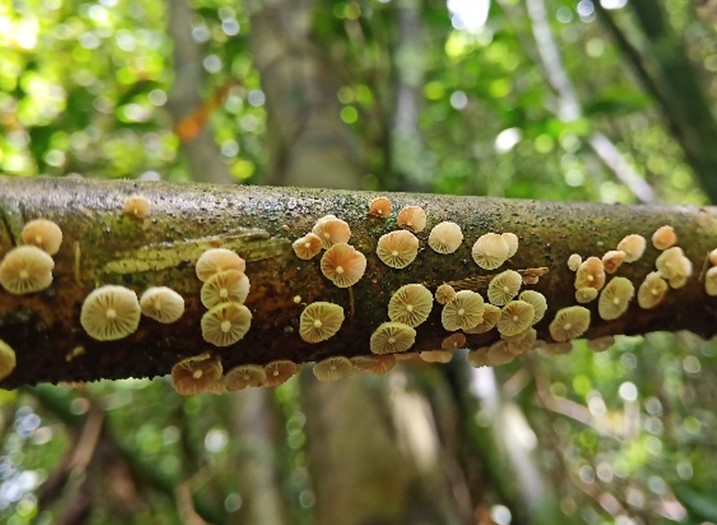 Mushroom Picture