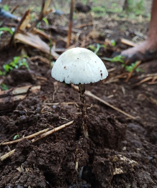 Mushroom Picture