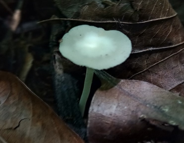 Mushroom Picture