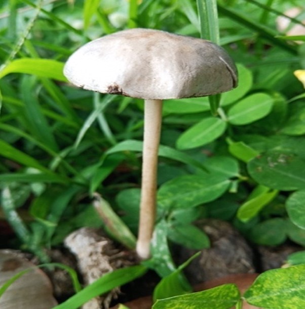 Mushroom Picture