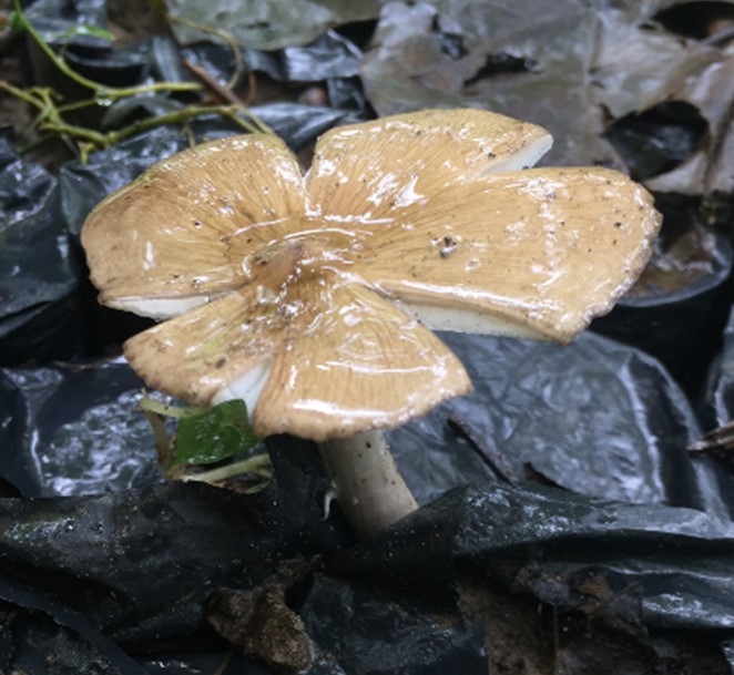 Mushroom Picture