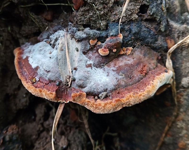 Mushroom Picture