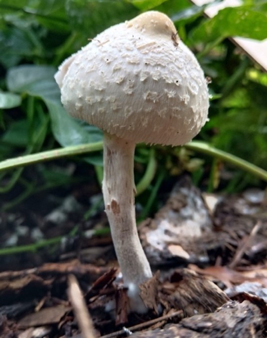 Mushroom Picture