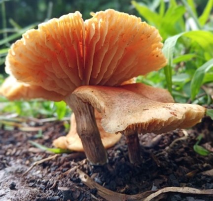 Mushroom Picture